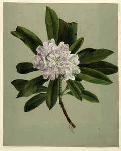 Rhododendron (Rhododendron maximum) by Mary Vaux Walcott