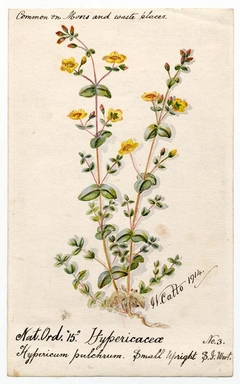 Trailing St John's Wort (Hypericum humifusum) - William Catto - ABDAG016276 by William Catto