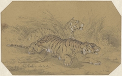 Twee tijgers sluipend door het gras