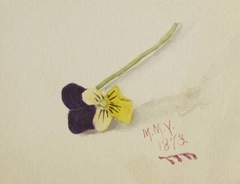 Untitled (Pansy) by Mary Vaux Walcott