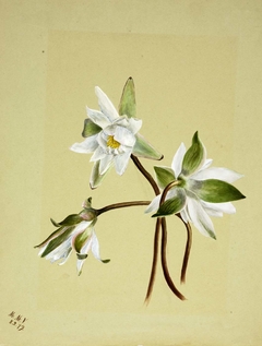 Water Lilies (Castalia odorata) by Mary Vaux Walcott