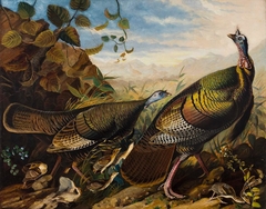Wild Turkey Cock, Hen and Young by John James Audubon