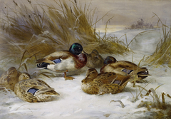 Winter landscape with mallard. by Archibald Thorburn