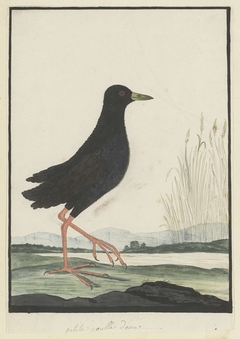 Zwarte riethaan (Amaurornis flavirostris)