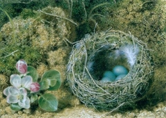 A Bird's Nest And Apple Blossom by John F Sherrin - John Sherrin - ABDAG004871 by John Sherrin