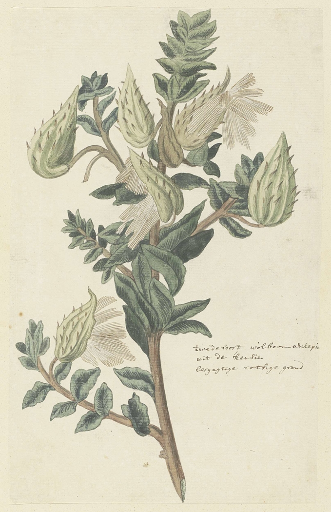 Asclepias cancellata (Gomphocarpus cancellatus (Burm.f.) Bruyns)
