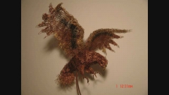Bird of prey by ATHANASIOS SIOZOS