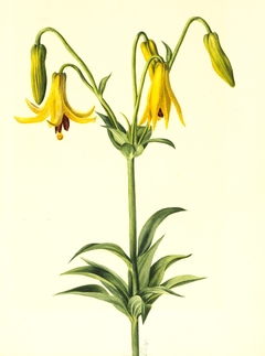 Canada Lily (Lilium canadense)