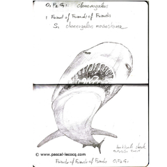 Carnet Bleu: Encyclopedia of…shark, vol.III p4 by Pascal by Pascal Lecocq