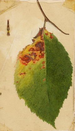 Crumpled and Withered Leaf Edge Mimicking Caterpillar, study for book Concealing Coloration in the Animal Kingdom by Emma Beach Thayer