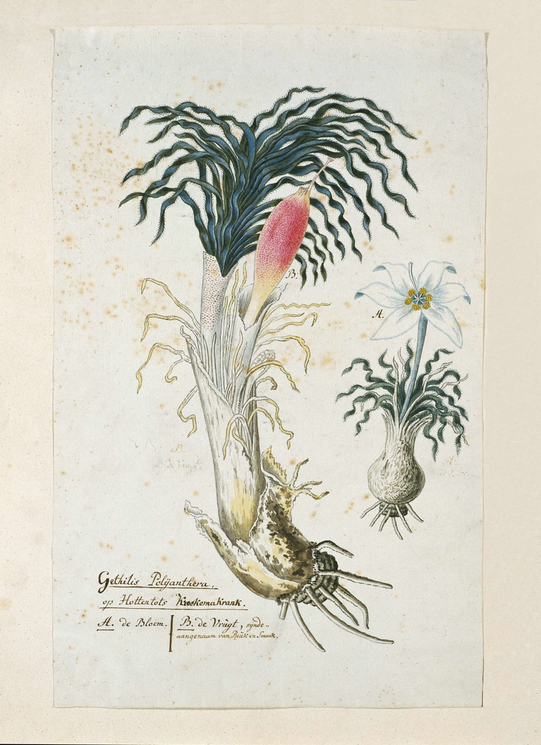 Gethyllis ciliaris met vrucht en een detailstudie van de bloem
