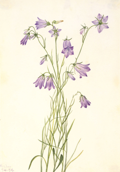 Harebell (Campanula rotundifolia) by Mary Vaux Walcott