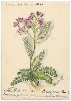 Ladys-smock, Cuckoo-flower, bitter cress (Cardamine pratensis) - William Catto - ABDAG016242 by William Catto