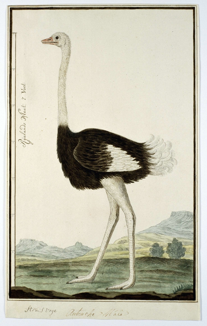 Mannetjesstruisvogel (Struthio camelus)