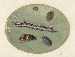 Onzelieveheersbeestje, rups, pissebed en twee torretjes by Jan Augustin van der Goes