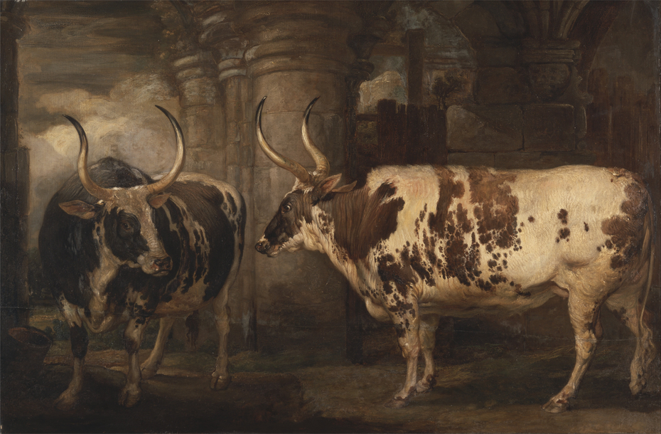 Portraits of two extraordinary oxen, the property of the Earl of Powi