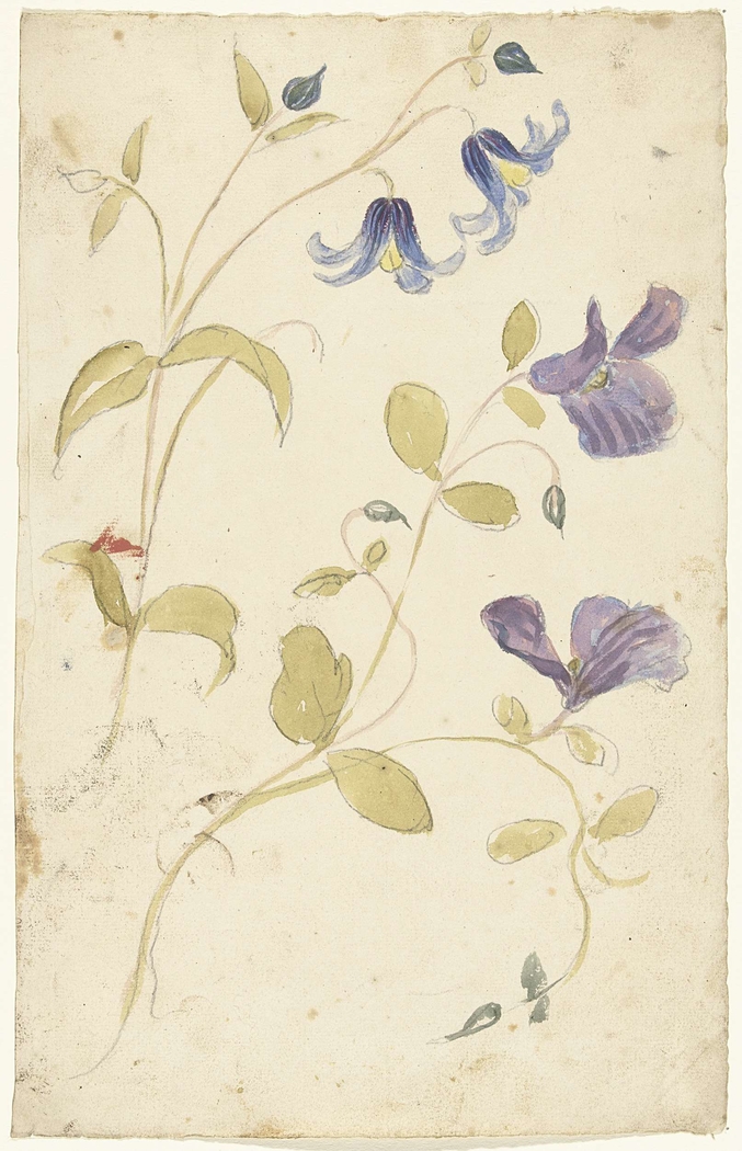 Studies of Purple and Blue Flowers