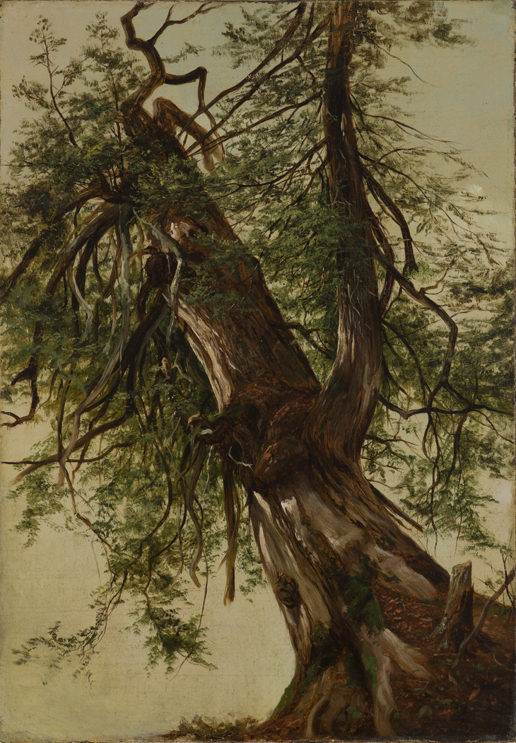 Study of a Cedar