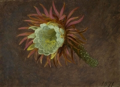 Study of a Night-Blooming Cereus by Martin Johnson Heade