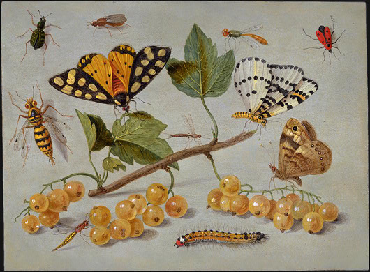 Study of Butterfly and Insects