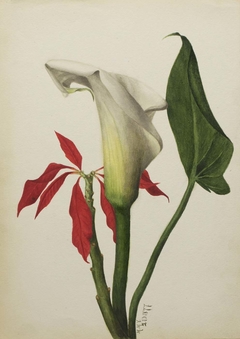 Untitled (Calla Lily) by Mary Vaux Walcott