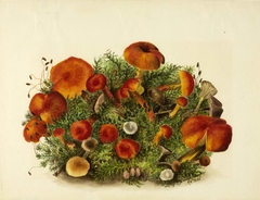 (Untitled--Study of Mushrooms) by Mary Vaux Walcott