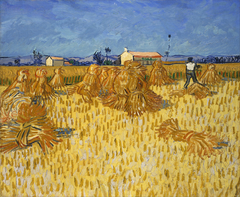 Harvest in Provence