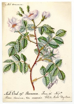 White Field Dog Rose (Rosa Canina) - William Catto - ABDAG016187 by William Catto