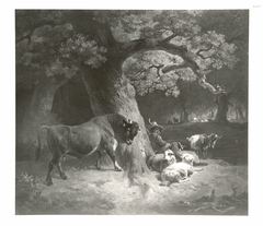 young shepherd frightened by a steer