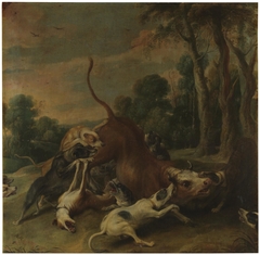 A bull overpowered by dogs