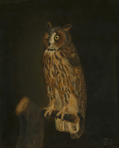 A Long-Eared Owl by Albert