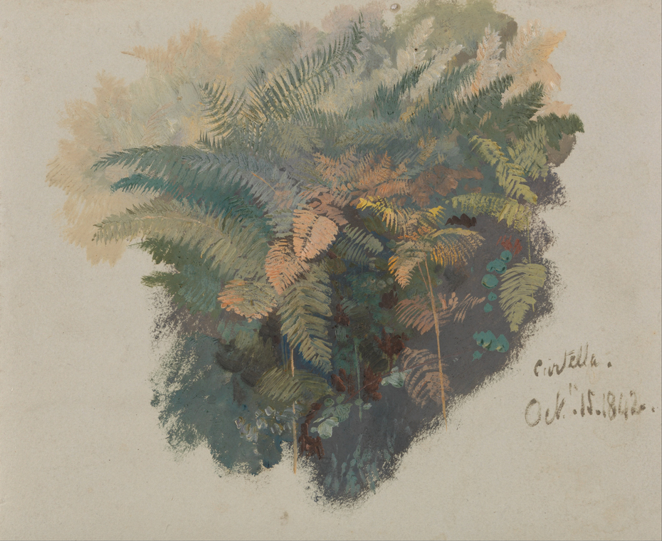A Study of Ferns, Civitella