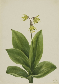 Blue Bead (Clintonia borealis) by Mary Vaux Walcott