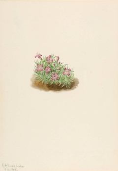 Carpet Pink (Silene acaulis) by Mary Vaux Walcott