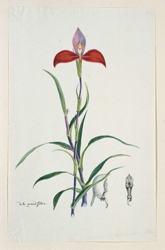 Disa uniflora Bergius; met een detailstudie van de knop by Robert Jacob Gordon