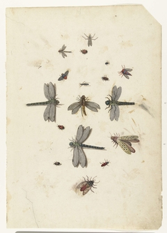 Dragonflies and flying Insects by Lambert Lombard