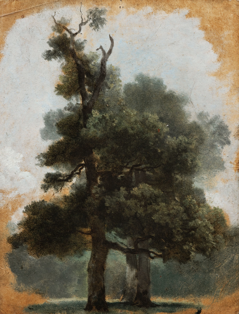 Étude d’un arbre dans le bois de Boulogne