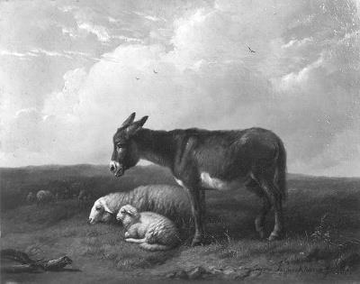 Ezel en schapen