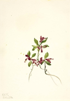 Fringed Polygala (Polygala paucifolia) by Mary Vaux Walcott