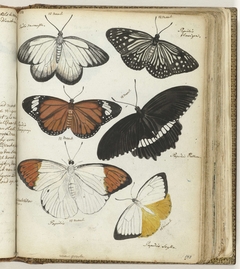 Indische vlinders by Jan Brandes