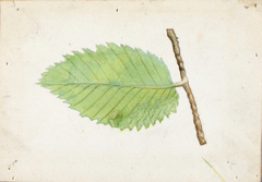 Jagged Leaf Edge Caterpillar, study for book Concealing Coloration in the Animal Kingdom by Emma Beach Thayer