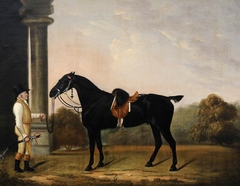 'Sheepface', a Black Charger with Stainsby the Groom by Clifton Tomson