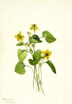 Smooth Yellow Violet (Viola eriocarpa) by Mary Vaux Walcott