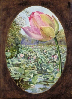 The Sacred Lotus or Pudma