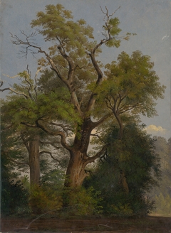 Trees by Friedrich Carl von Scheidlin