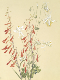 Untitled--Flower Study by Mary Vaux Walcott