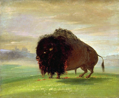 Wounded Buffalo, Strewing His Blood over the Prairies